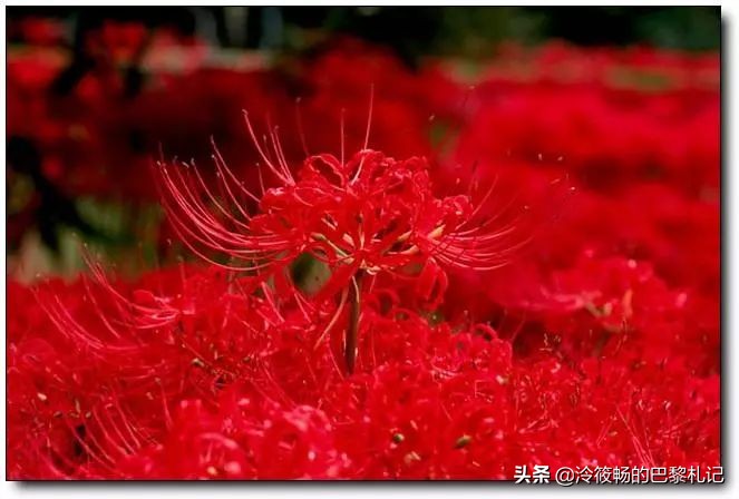 平价春夏男士香水,男女通用国际大牌香水