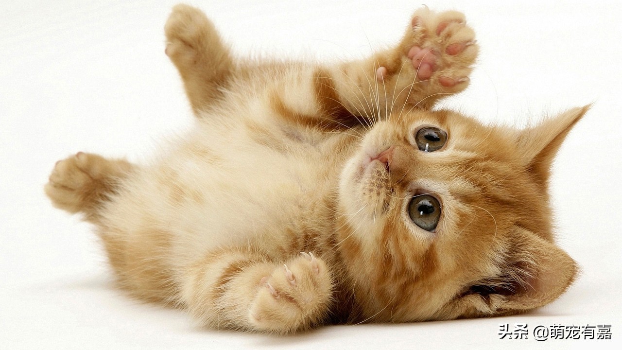 猫咪科学喂养不影响健康,猫真的不能吃素食吗