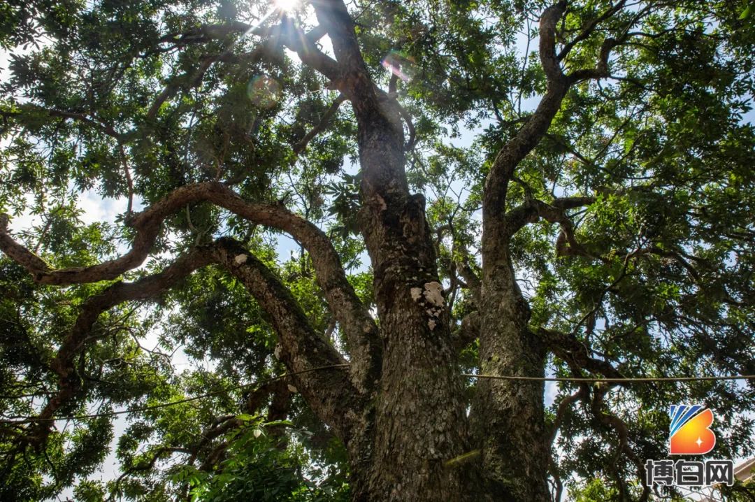 活久见！快成精了？博白发现明朝古树，至今600多年