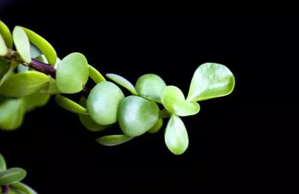 云南特产山货血三七,云南独有的44种野菜