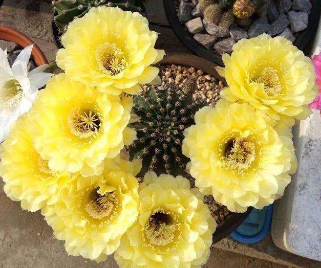 十个仙人球,最新30个仙人球品种