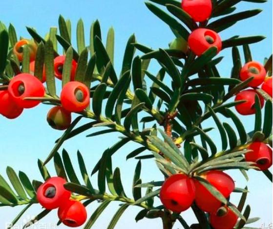 “红豆杉”是什么样子的？终于有点懂了