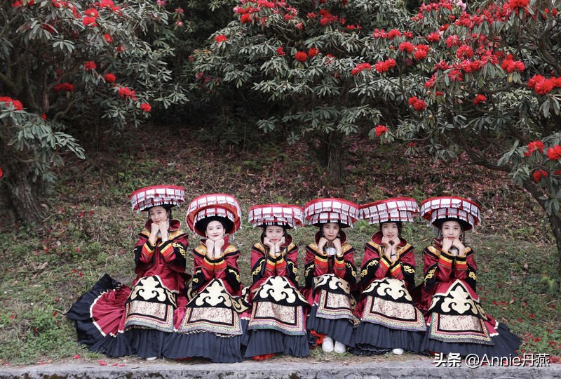 百里杜鹃花开如海,百里杜鹃百里盛开