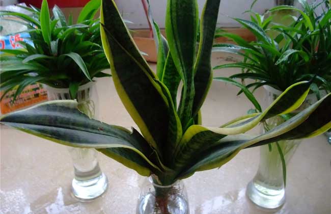 水培花卉有哪些,好养的水培花卉有哪些