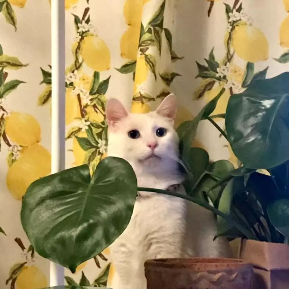 90后设计师妹子仅用5万，将89㎡装成温馨洋房！