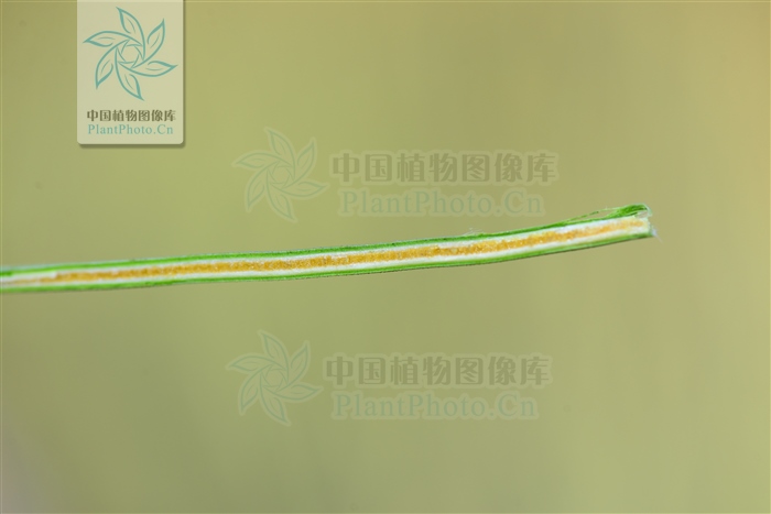 藁本神农本草经,神农本草经葛根原文