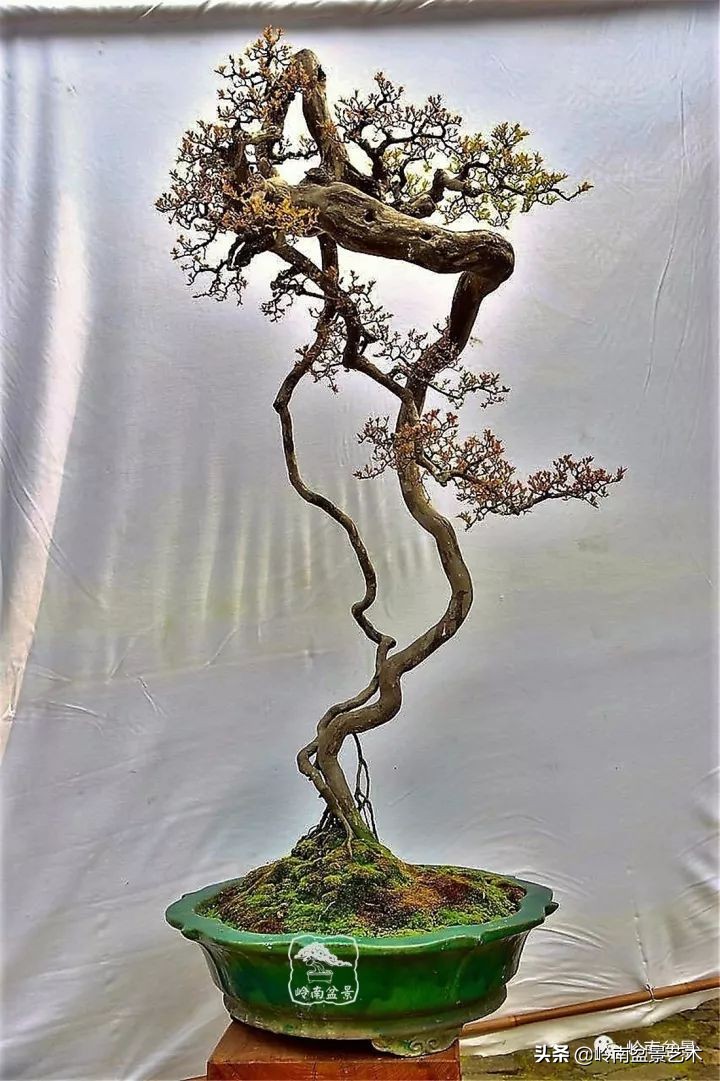 以根代杆下细上粗式盆景图片,十种适合吊着养的盆景