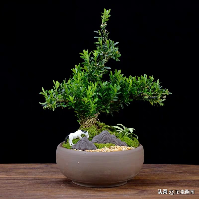 雀舌黄杨黄叶枯叶病用什么药,黄杨盆景黄叶原因如何解决