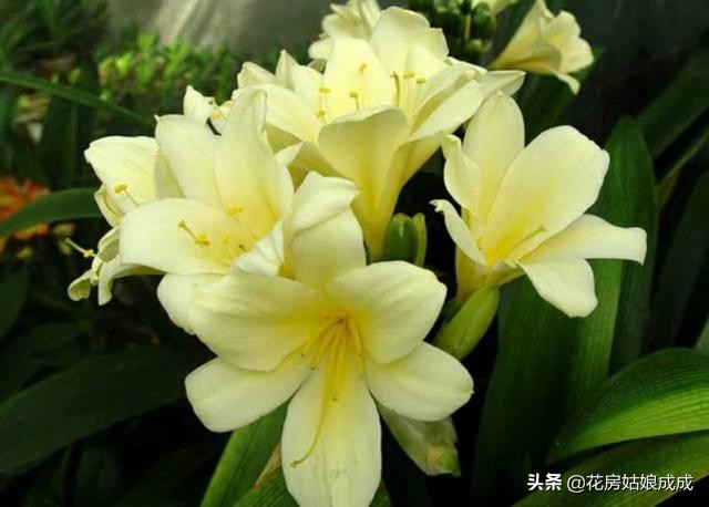 君子兰夹箭用鸡蛋能长出花箭吗,君子兰夹箭最好的处理办法