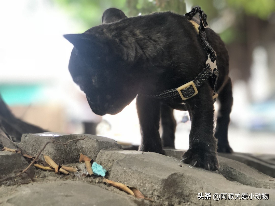 墨墨：屁屁烂得血红的小斗牛，会不会是第二个“白月初”