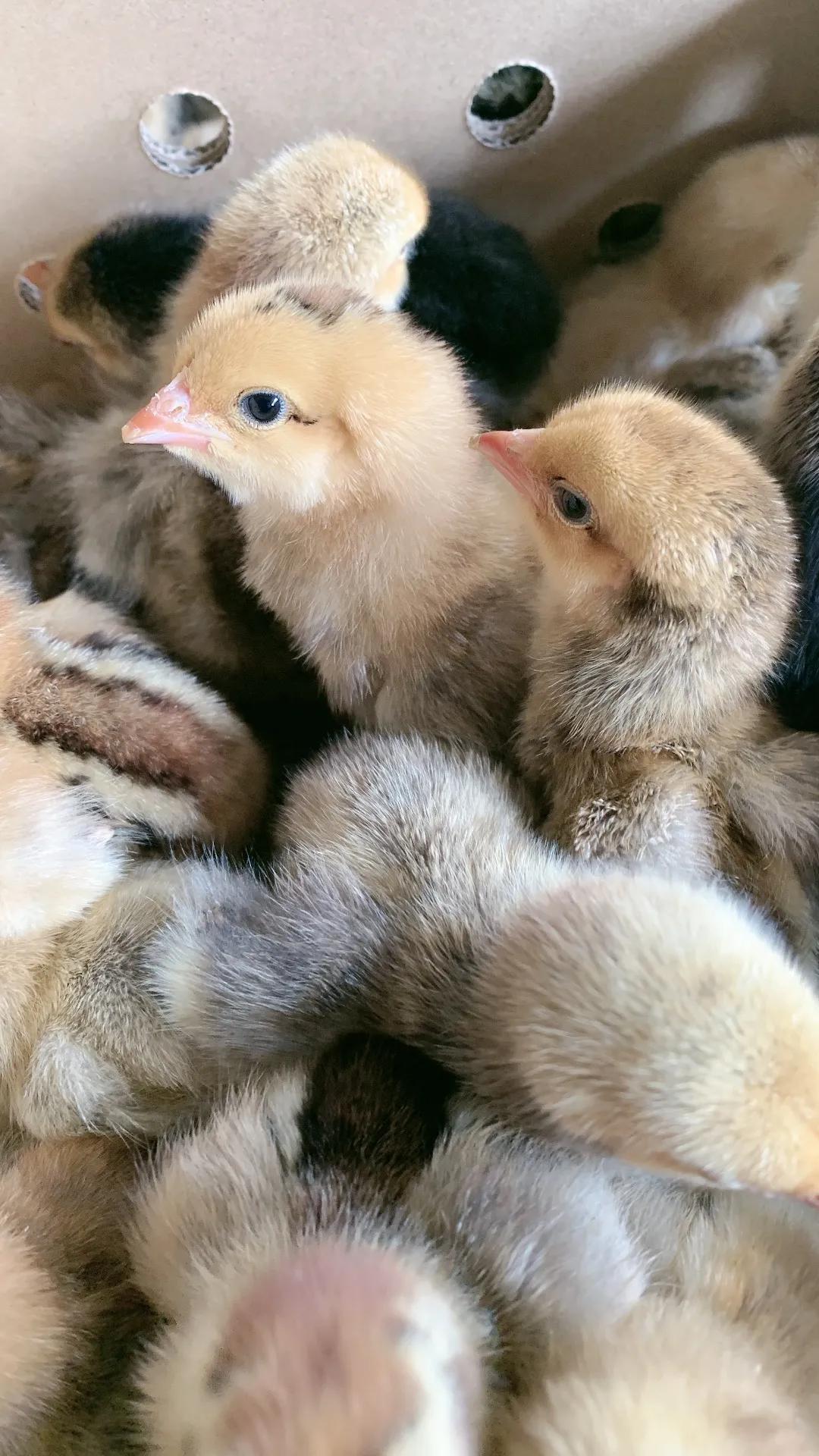 合浦山口镇顺剑家禽批发,广西秉信家禽