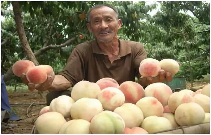 河南平顶山好吃的美食有哪些,河南知名农产品