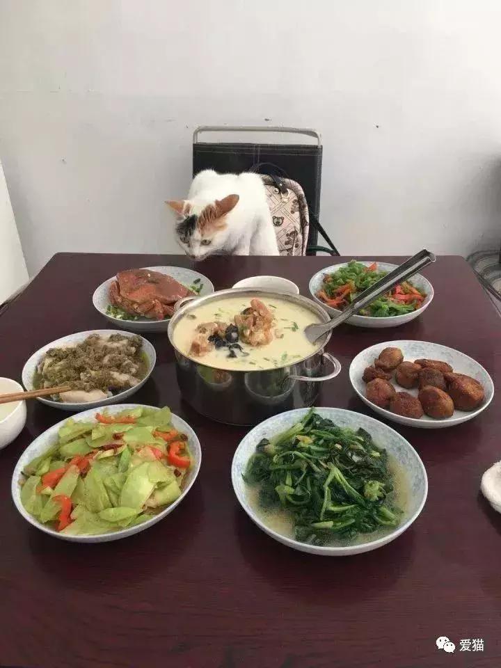 猫是否知道自己是猫,猫知自己是猫么