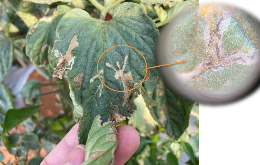 番茄潜叶蛾危害症状图,番茄潜斑蝇怎么治