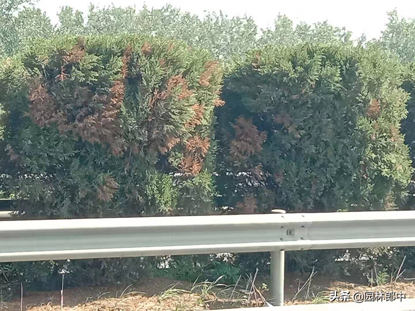 柏树叶子发白什么原因,柏树春天发黄落叶是怎么回事