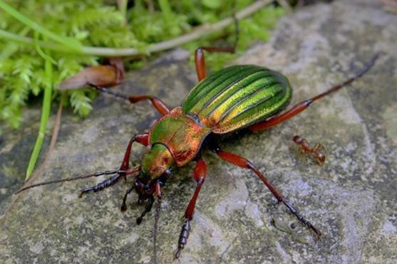 咬人的虫子跟蚂蚁相似,相似于毛毛虫又会咬人的虫子