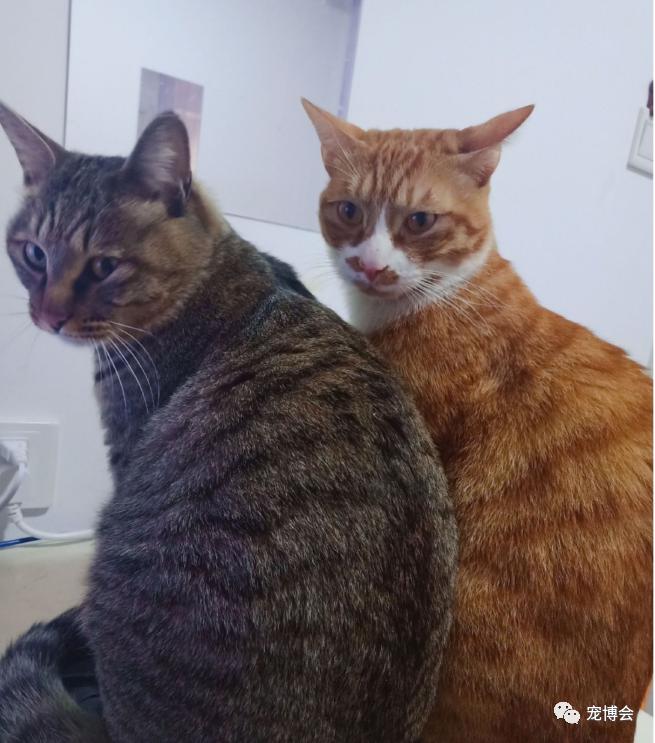 猫猫能舔到全身吗,如果舔猫一口猫会怎样