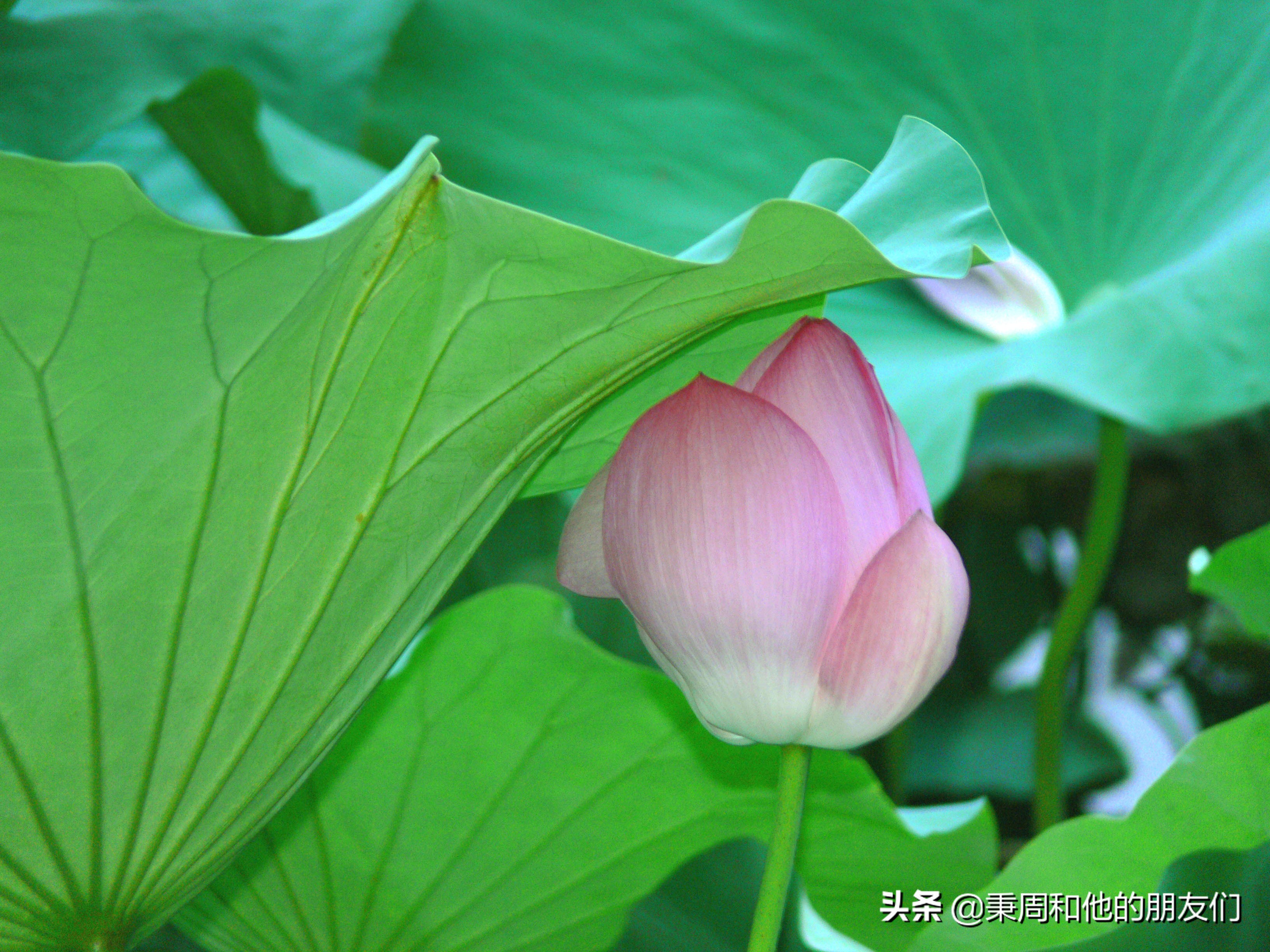 绉夊懆,绉夊懆鍜屼粬鐨勬湅鍙嬩滑