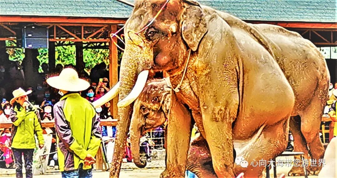 彩云之南版纳行,版纳之旅看大象