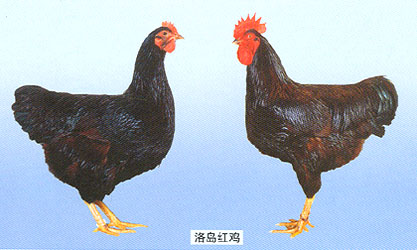 关于鸡的这些冷知识,你都知道吗?