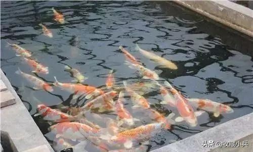 养锦鲤十大忌讳鱼池,养锦鲤最忌讳8件事