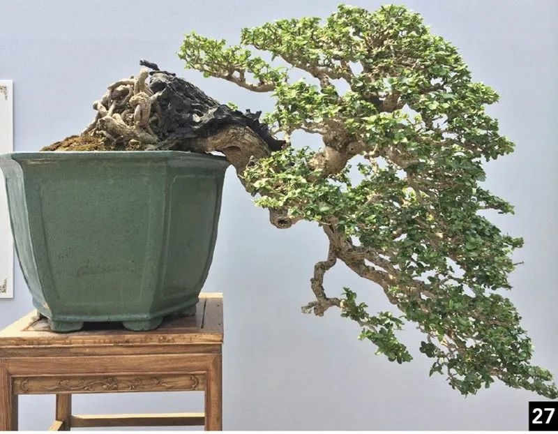 盆景修行,学习盆景技术最好的书