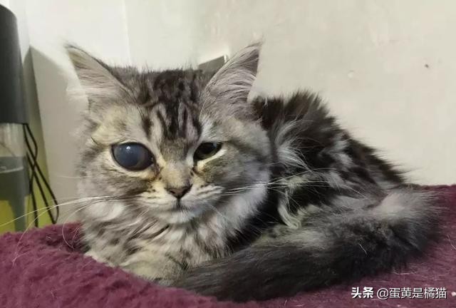 猫咪眼睛发炎的症状用什么眼药水,猫咪眼睛疾病的症状