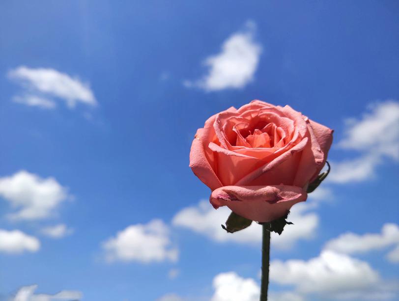 vivox60拍照技巧教程,vivos12pro拍照技巧