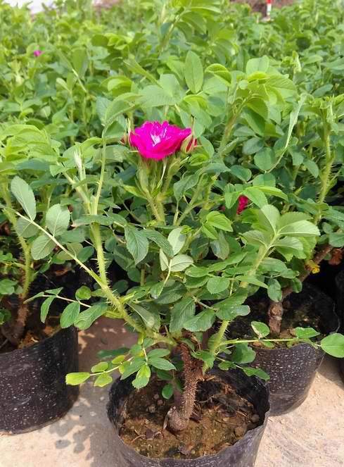 多彩玫瑰花苗四季开花,四季多种玫瑰