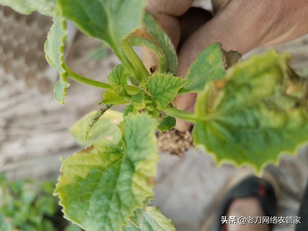 甜瓜都有什么病怎样治,甜瓜病了怎么防治