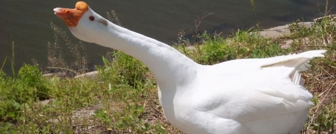 有蛇的地方养鹅,大鹅粪便真的能杀死蛇吗
