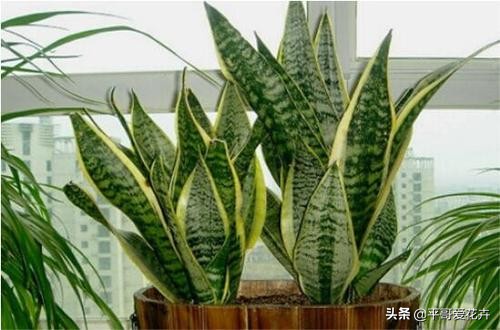 新房子装修放什么植物除甲醛,新房什么植物去除甲醛最好