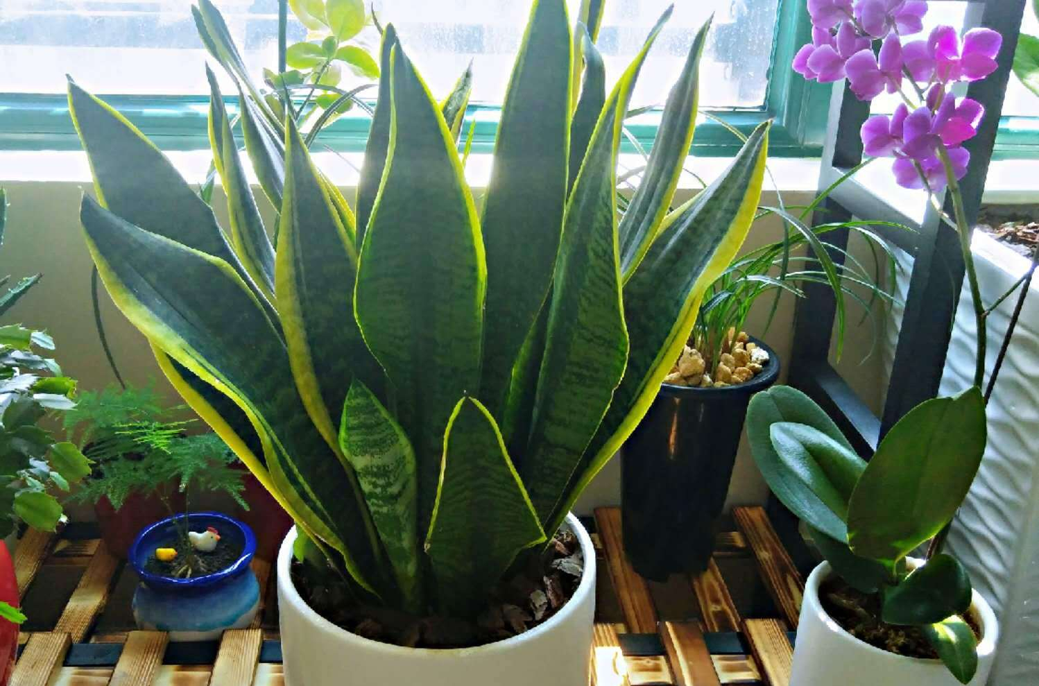 养花也要一种好心态才能养好花,人养花花养人6种花越养越健康