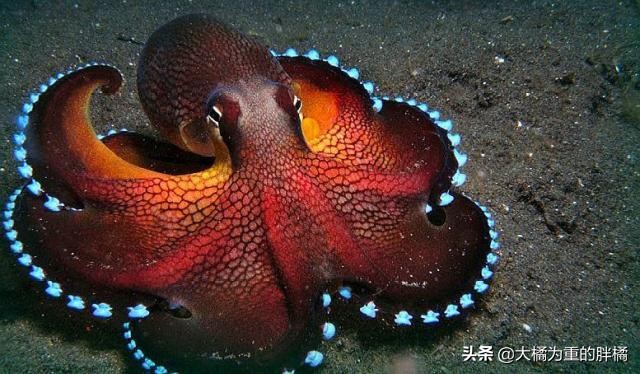 潜水员拍到章鱼视频,潜水员与巨型八爪鱼