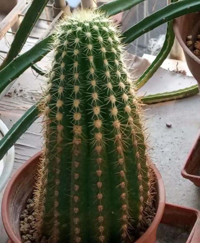 仙人球是圆的现在怎么长成尖的了,宇宙殿仙人球越长越尖是怎么回事