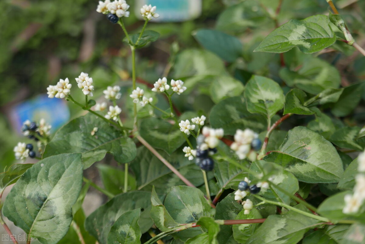 春季踏青路边的野草不能随便吃,外出踏青这些植物不能摸