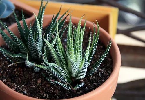 最全多肉图鉴大全,图鉴植物