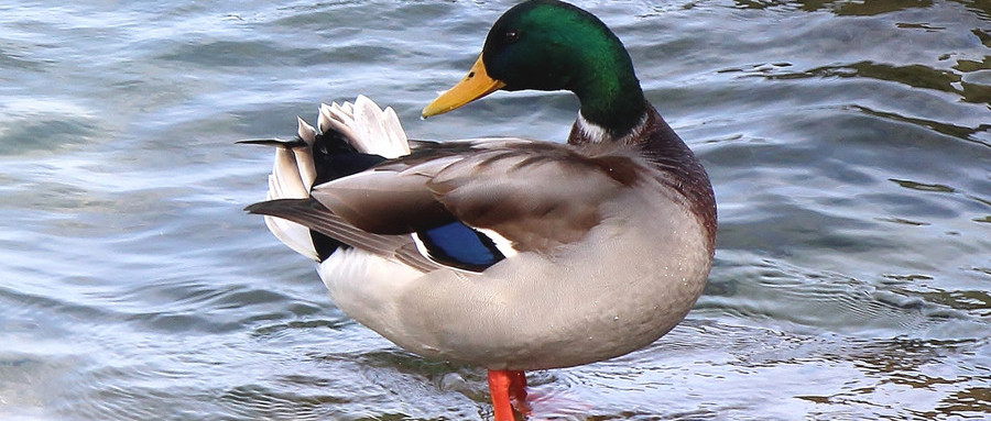 提升口才每日一练跟读金句,提高口才每日必读