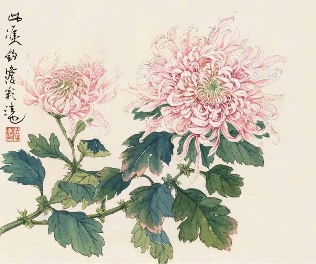 秋菊怎么画简单,秋菊花图片怎么画