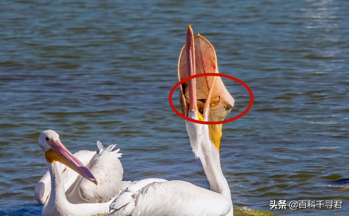 鹈鹕吞猎物到肚子里是怎么样的,鹈鹕的嘴真的是大口袋吗