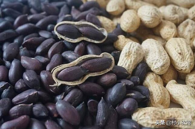 创业养殖农作物,有什么赚钱的农业种植项目