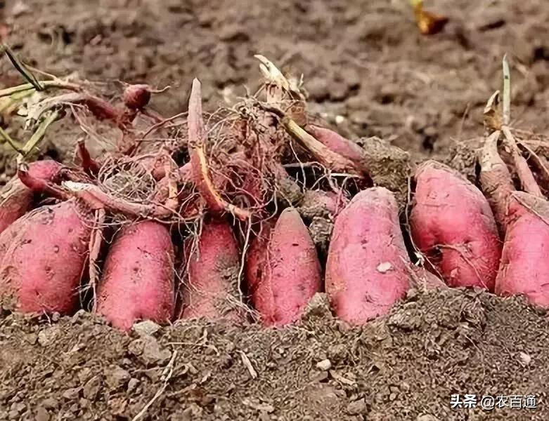 红薯怎么扦插提高产量,晚茬的红薯如何提高产量