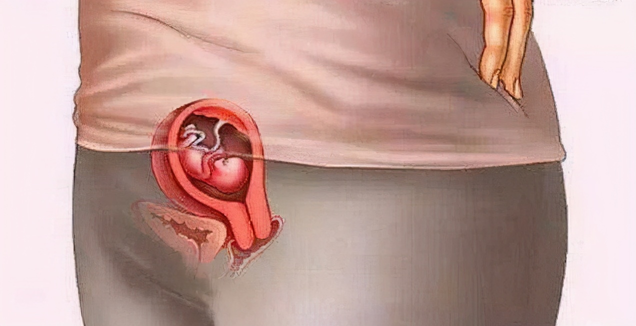 胎儿在妈妈肚子里的成长过程动画,胎儿在妈妈肚子里的成长视频