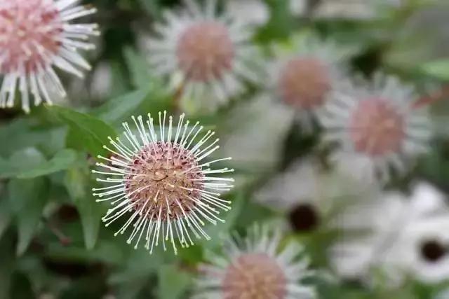 云南特产山货血三七,云南独有的44种野菜