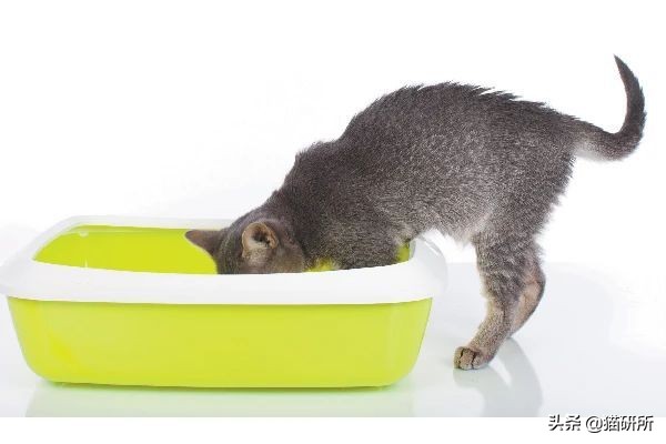 猫砂世界最重要的发明之一,为什么说猫砂是伟大的发明