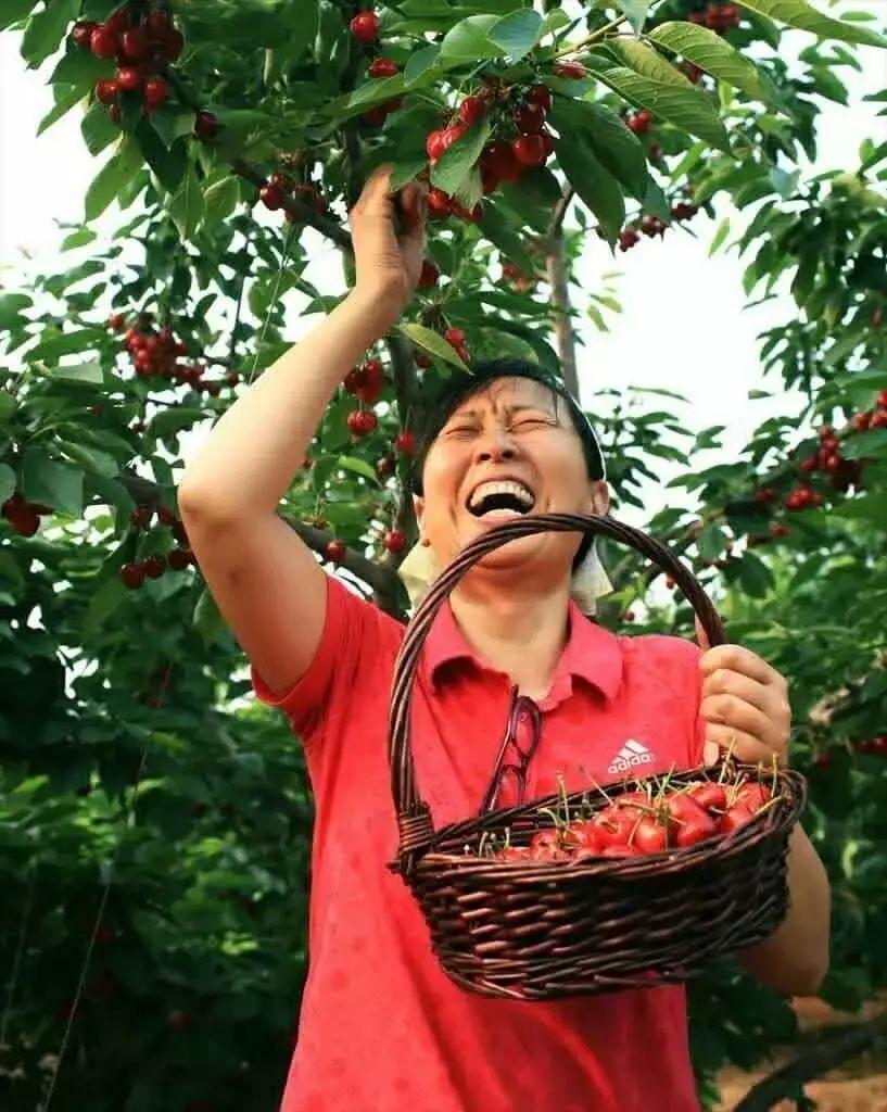 六月流火更流金,七顶山大樱桃开启“嗨购”“乐购”“云购”模式
