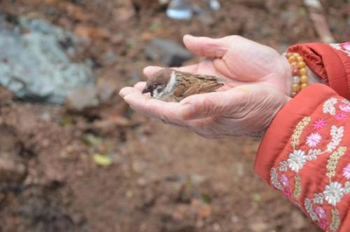 鸟儿放生抖音最火版,放生鸟最好在什么时候放生