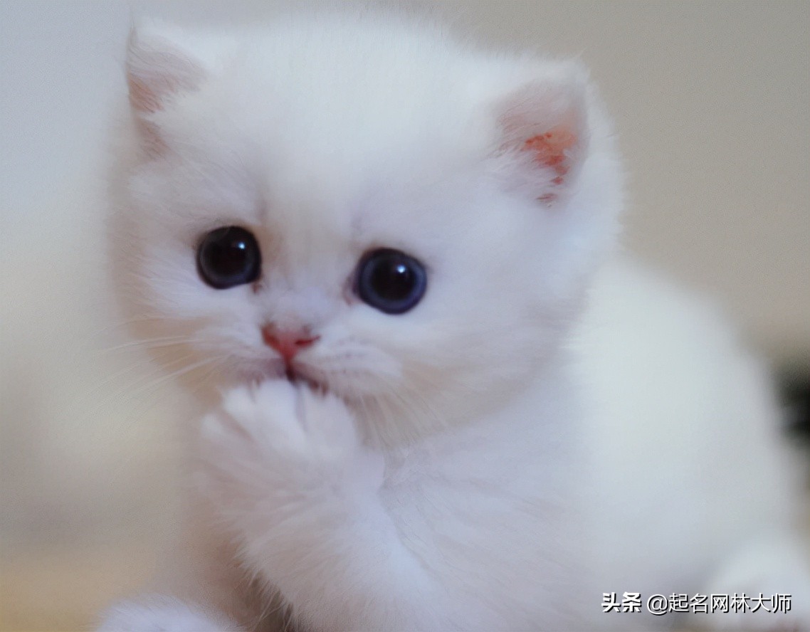 猫咪洋气的名称,猫咪可爱洋气又霸气大全