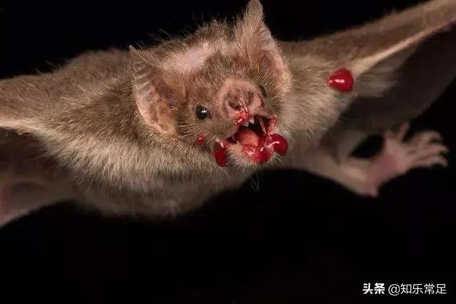 为什么血不能解渴,喝血能补充铁元素吗