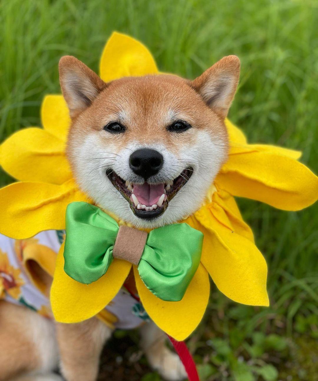 柴犬为什么卖得贵,柴犬价格为何差别那么大